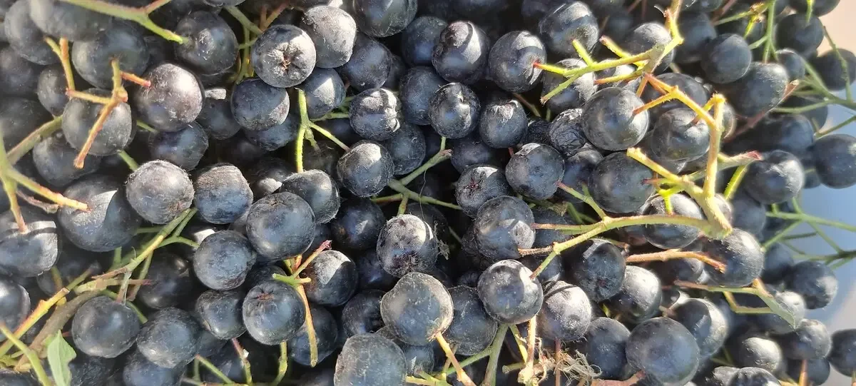 Aronija – čudesna biljka za podršku zdravlja