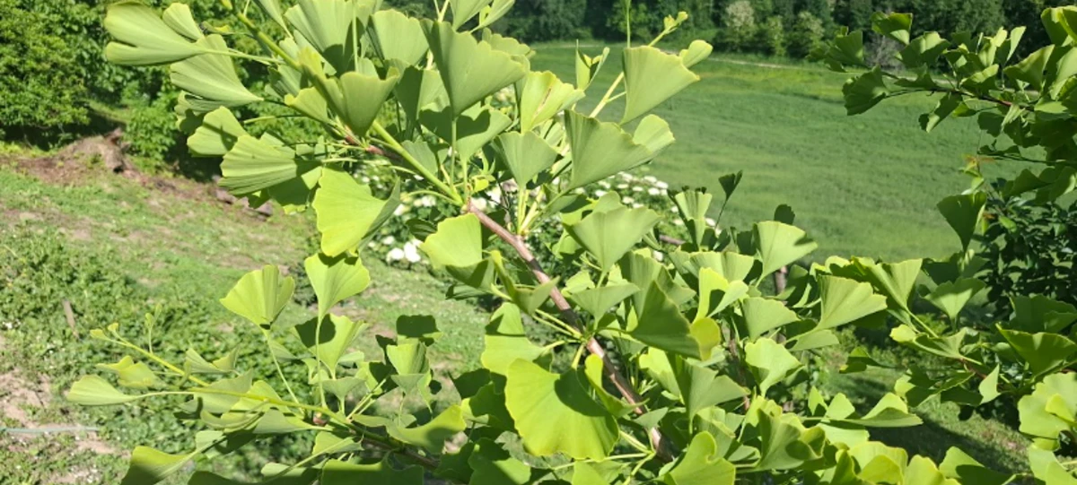 Ginko (ginkgo biloba): sve što trebate znati o uzgoju i ljekovitosti