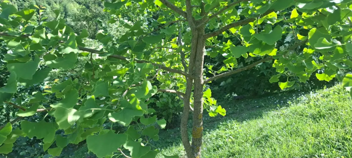 Koliko brzo raste ginko drvo i što utječe na njegov razvoj?
